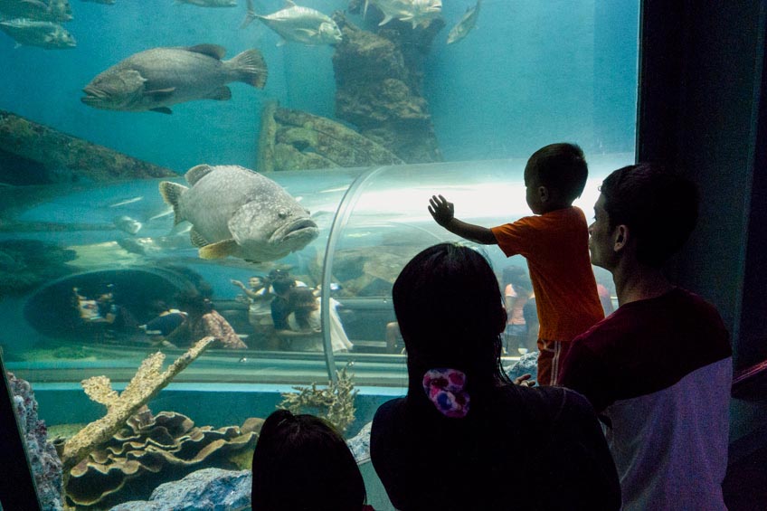 พาเที่ยวส่องโลกใต้น้ำ  พิพิธภัณฑ์สัตว์น้ำระยอง
