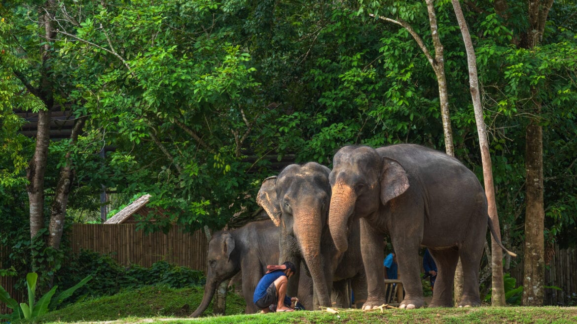 Phuket Elephant Sanctuary จังหวัดภูเก็ต
